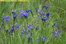 irises